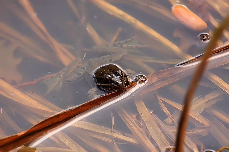 a che specie appartiene? - Pelophylax sp.